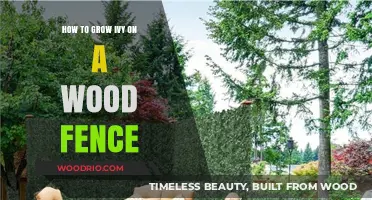 Thriving Ivy: A Guide to Growing It on Your Wood Fence