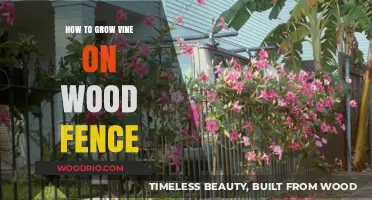 Cultivating Climbing Vines: A Guide to Wooden Fence Greenery