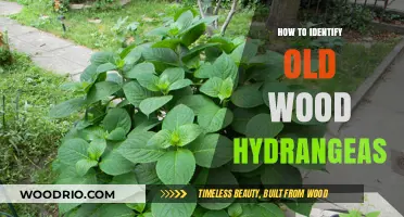 Spotting Vintage Wood Hydrangeas: A Guide to Identification