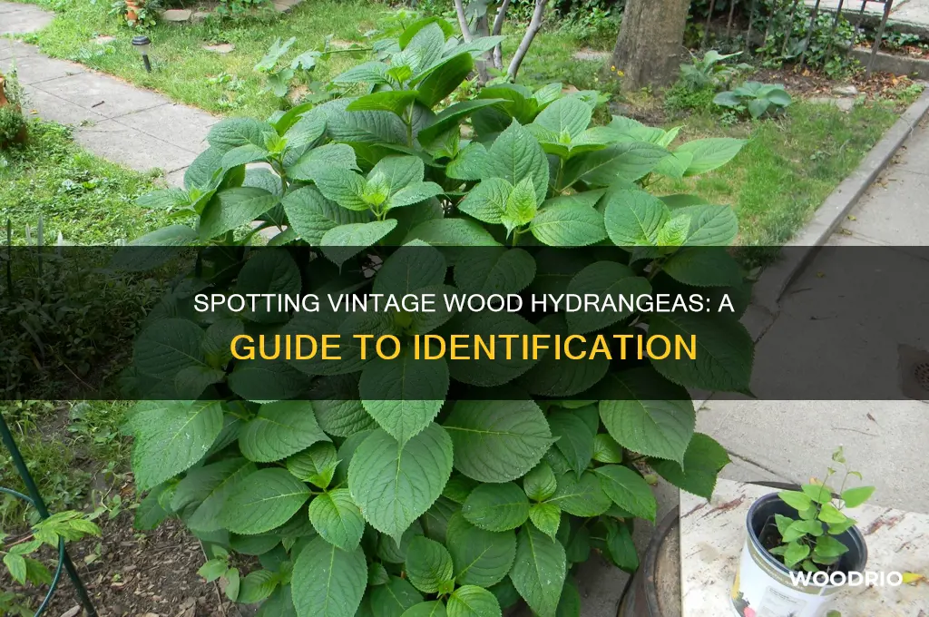 how to identify old wood hydrangeas