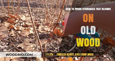 Pruning Hydrangeas That Bloom on Old Wood: A Step-by-Step Guide