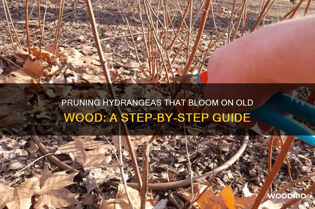 how to prune hydrangea that blooms on old wood