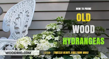 Pruning Old Wood Hydrangeas: A Step-by-Step Guide for Healthy Blooms