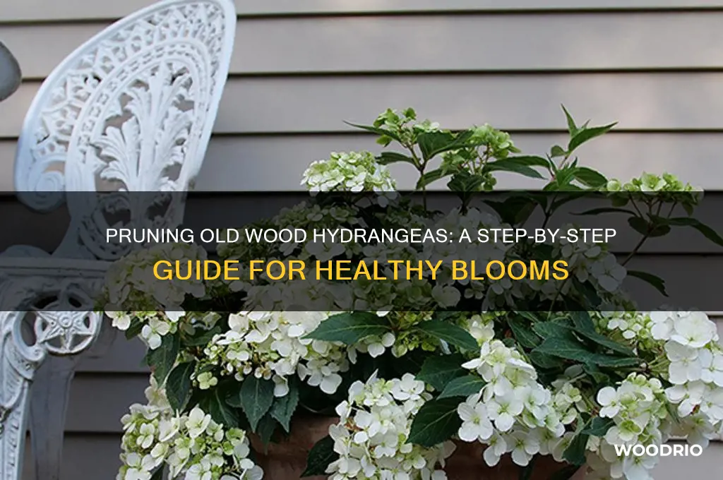 how to prune old wood hydrangeas