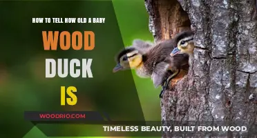 Identifying Baby Wood Duck Age: A Simple Guide for Bird Enthusiasts