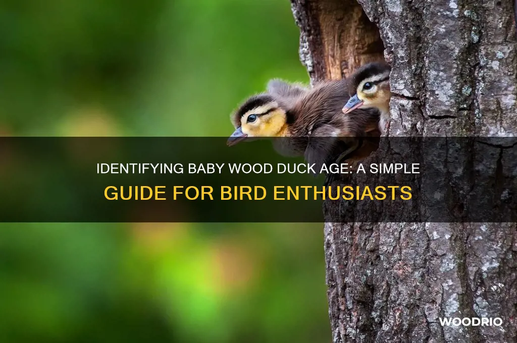 how to tell how old a baby wood duck is