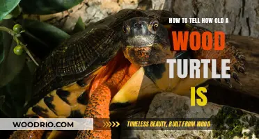 Determining the Age of a Wood Turtle: A Comprehensive Guide
