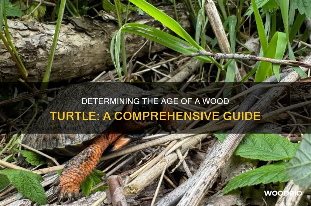 how to tell how old a wood turtle is