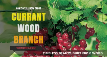 Identifying Currant Wood Branch Age: A Simple Guide for Beginners