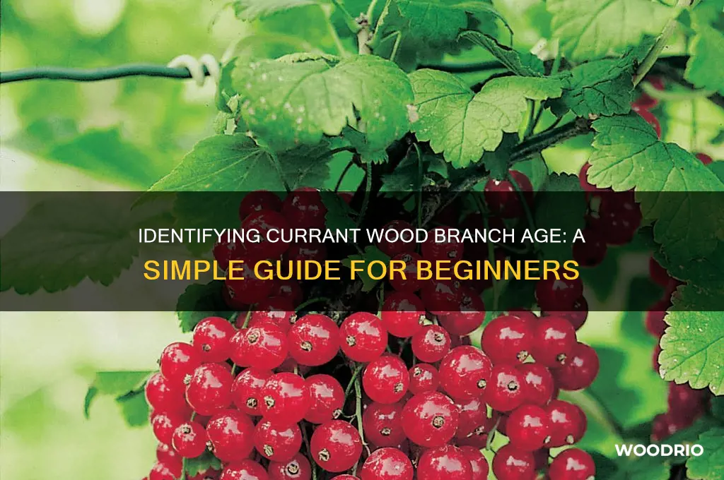 how to tell how old is currant wood branch