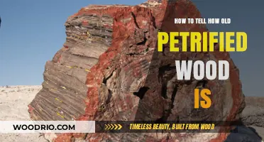 Unveiling Petrified Wood's Age: A Comprehensive Dating Guide