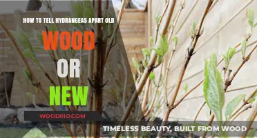 Identifying Hydrangeas: Distinguishing Old Wood from New Growth