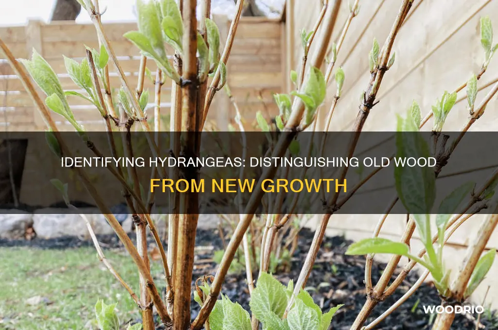 how to tell hydrangeas apart old wood or new