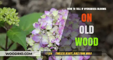 Identifying Hydrangea Bloom Type: Old Wood vs. New Growth