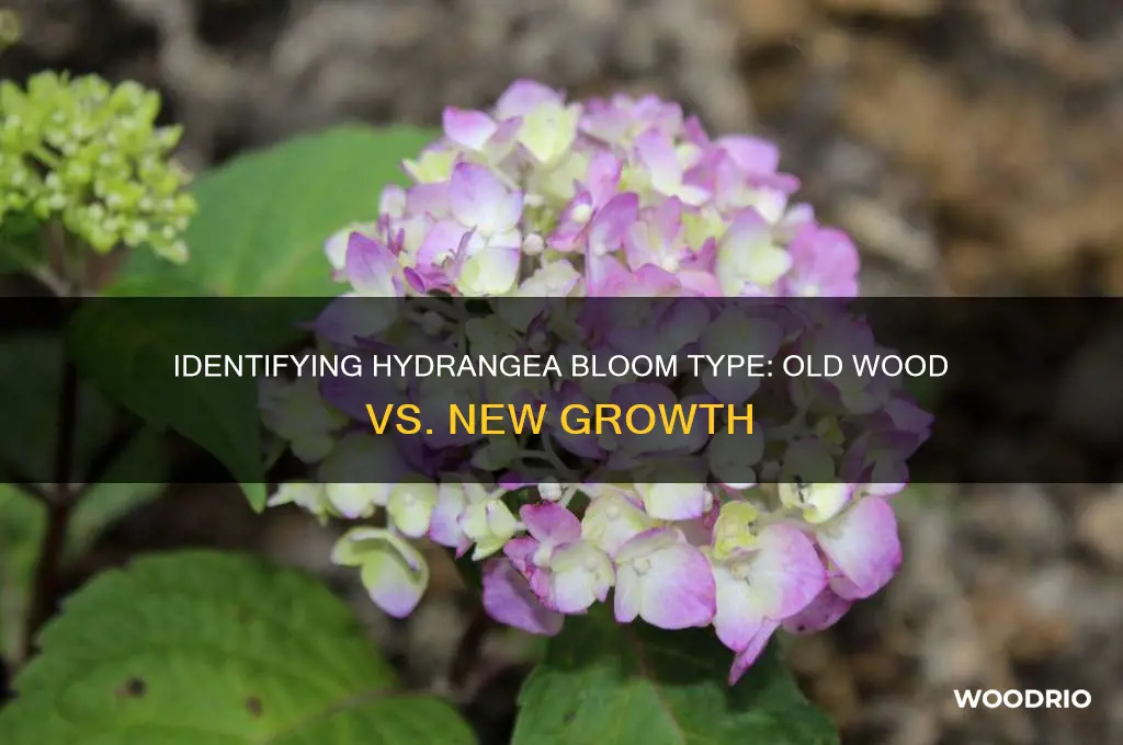 how to tell if hydrangea blooms on old wood