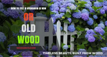 Identifying Hydrangea Growth: New vs. Old Wood Explained