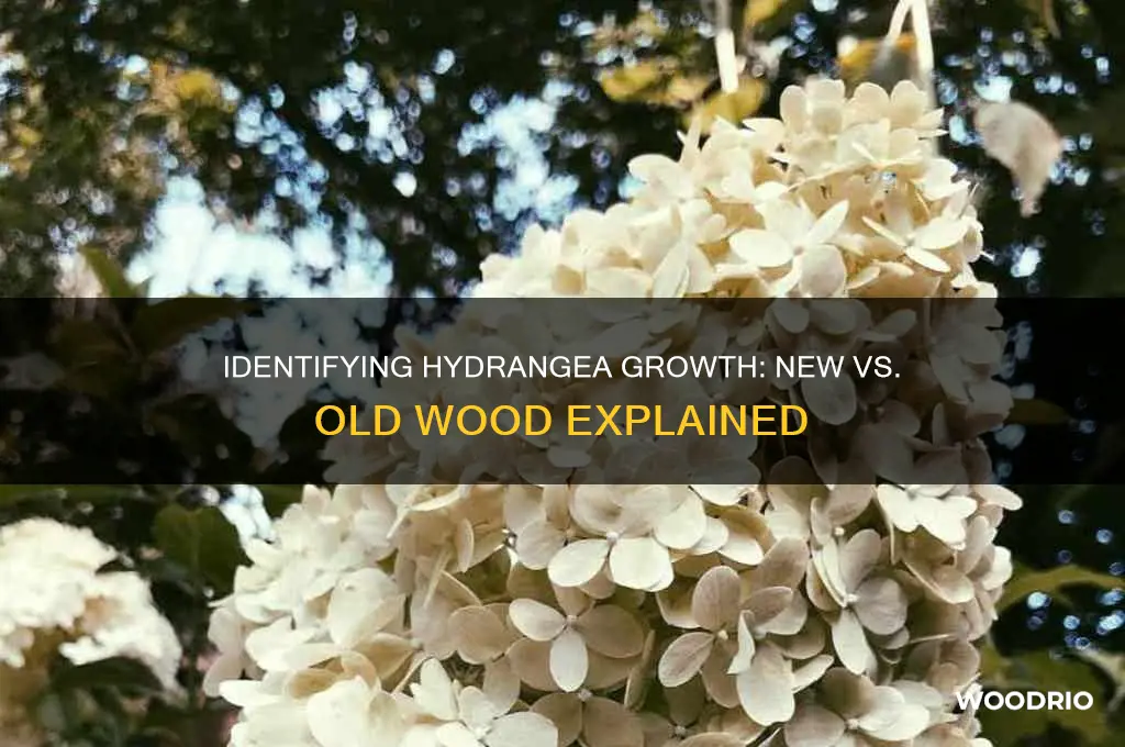 how to tell if hydrangia is new or old wood