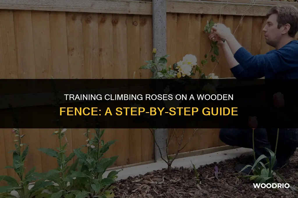 how to train climbing roses on a wooden fence