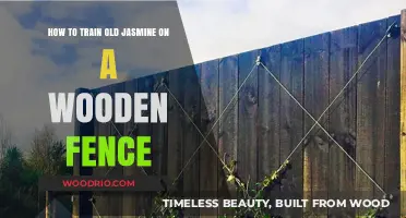 Training Mature Jasmine Vines to Climb Your Wooden Fence