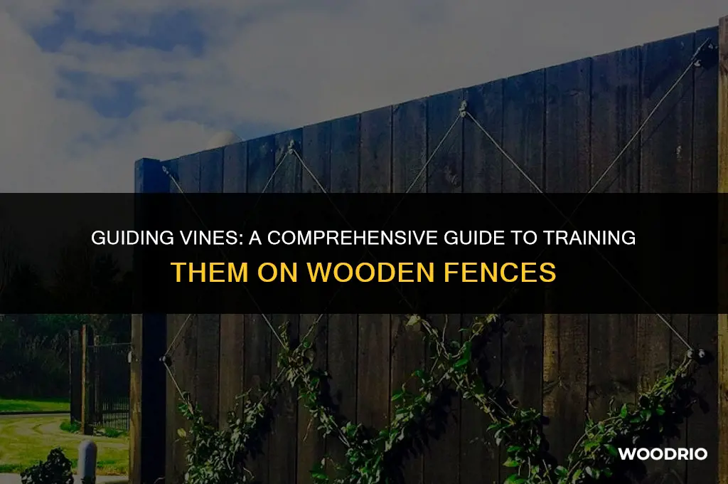 how to train vine to wood fence