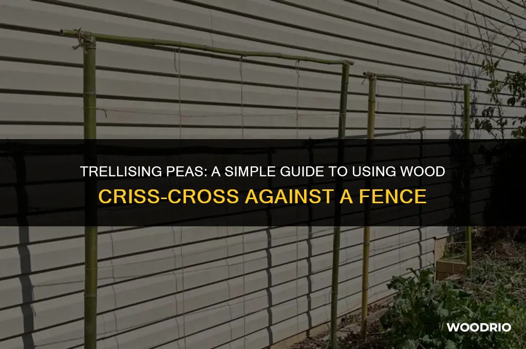 how to trellis peas against a fence with wood criss-cross