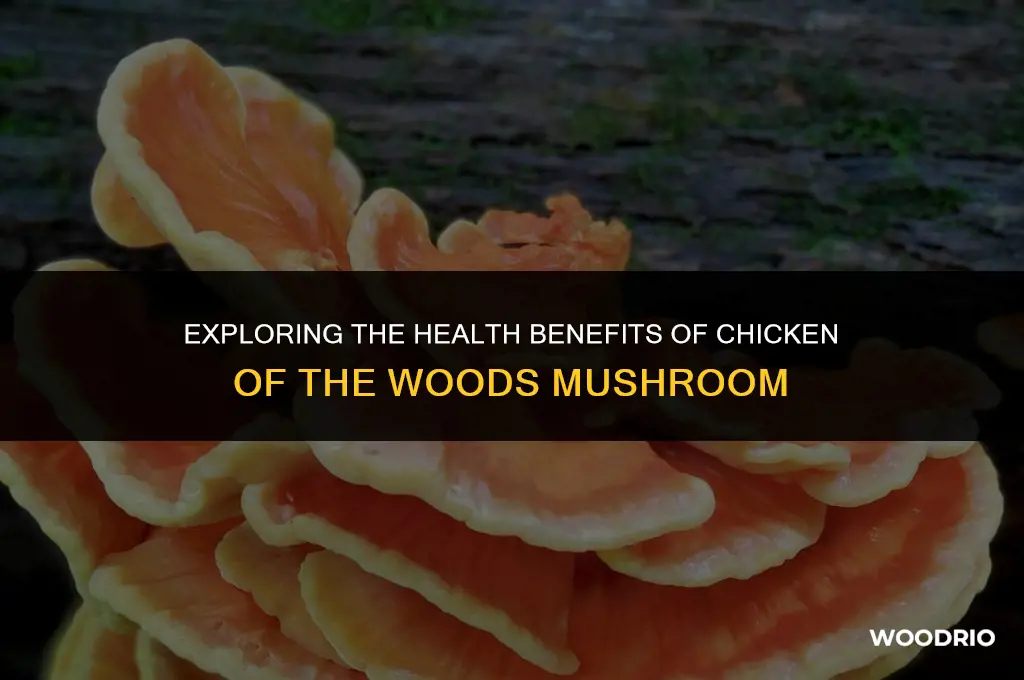 is chicken of the woods good for you