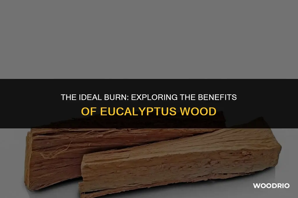 is eucalyptus wood good for burning