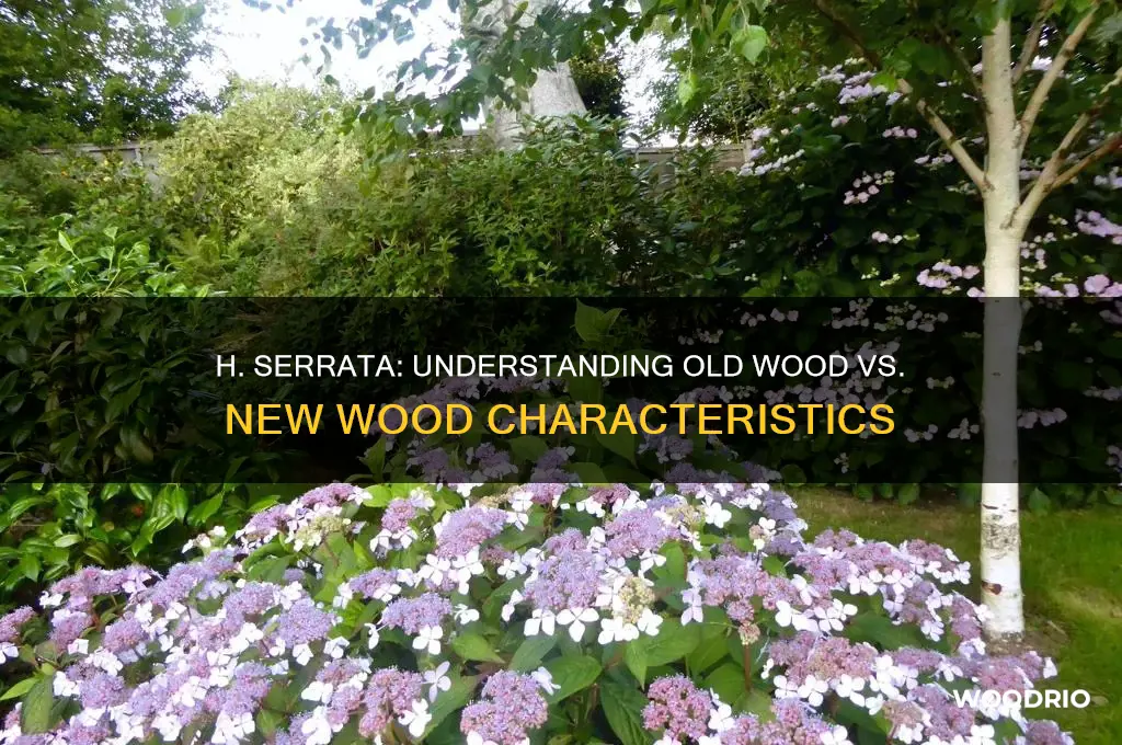 is h serrata old wood or new wood