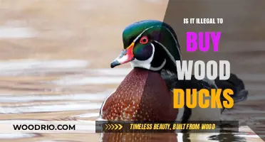 Is Buying Wood Ducks Legal? Understanding Wildlife Protection Laws
