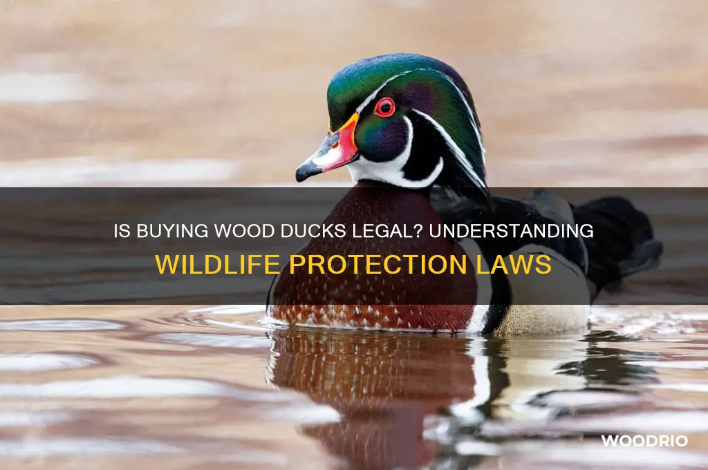 is it illegal to buy wood ducks