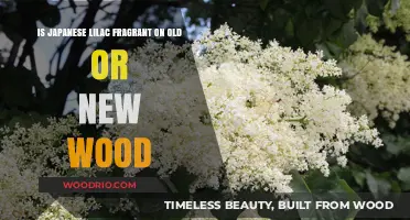 Japanese Lilac Fragrance: Blooming on Old or New Wood?