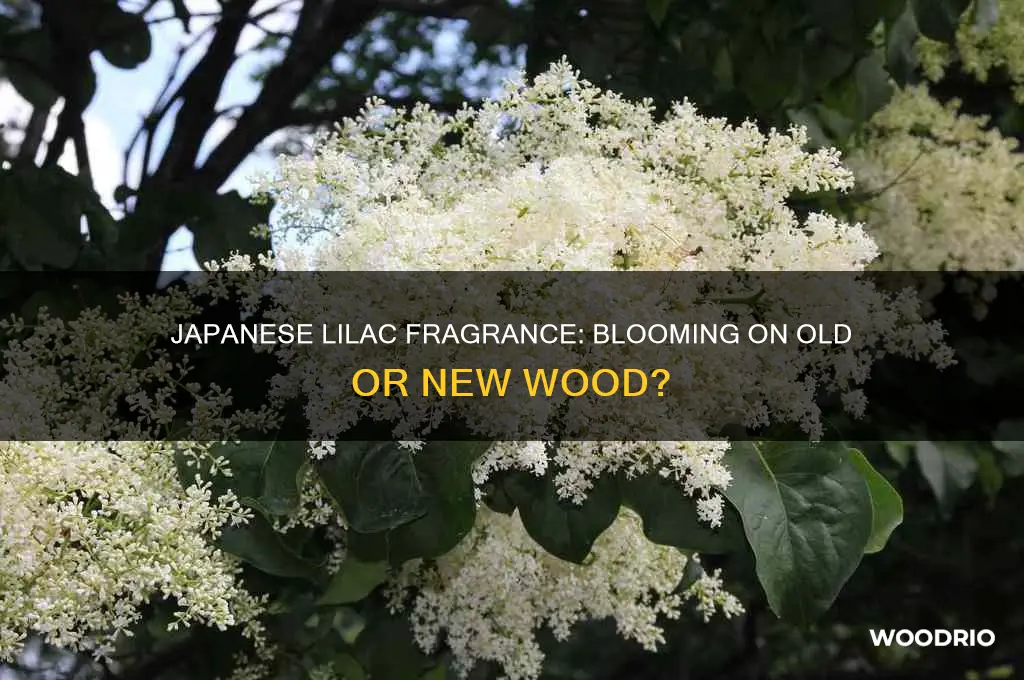 is japanese lilac fragrant on old or new wood