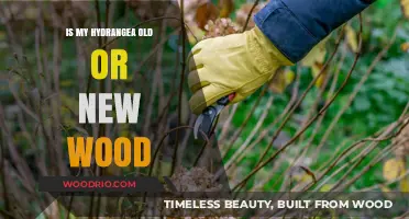 Hydrangea Pruning Guide: Identifying Old vs. New Wood for Blooming Success
