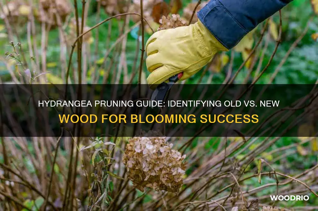 is my hydrangea old or new wood