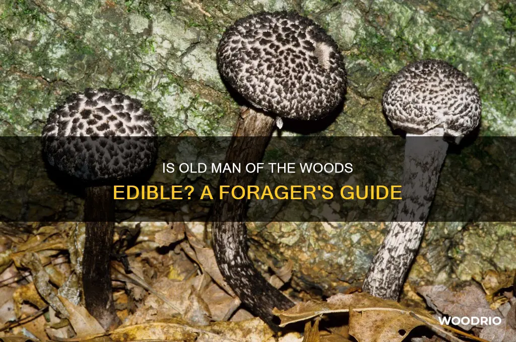 is old man of the woods edible