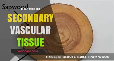 Understanding Sapwood: Is It Old Secondary Vascular Tissue?