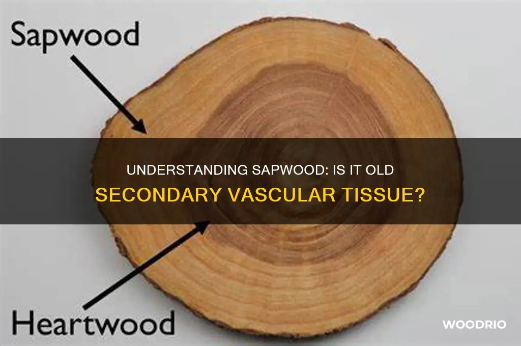 is sap wood old secondary vascular tissue