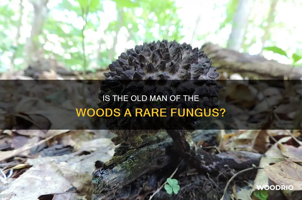 is the old man of the woods rare