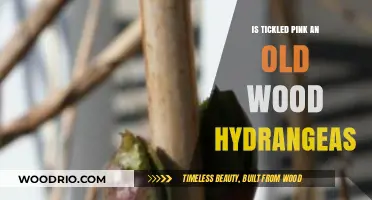 Tickled Pink: Unveiling the Charm of Old Wood Hydrangeas