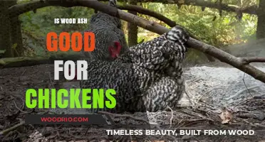 The Benefits of Wood Ash for Chicken Health and Coop Maintenance