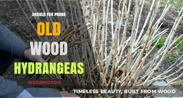 Pruning Old Wood Hydrangeas: Essential Tips for Healthy Blooms