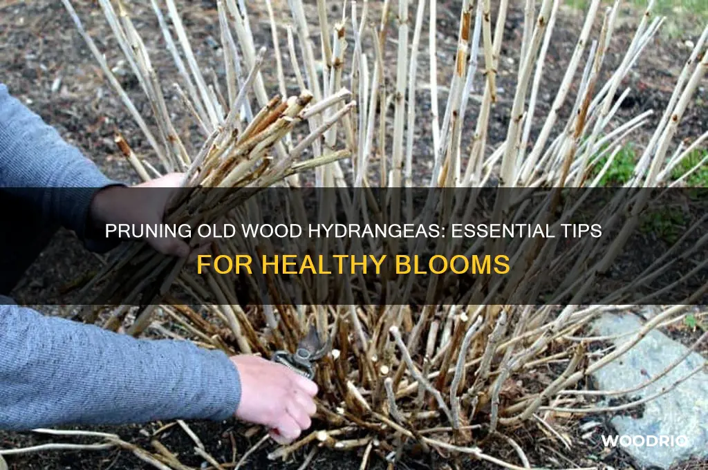 should you prune old wood hydrangeas