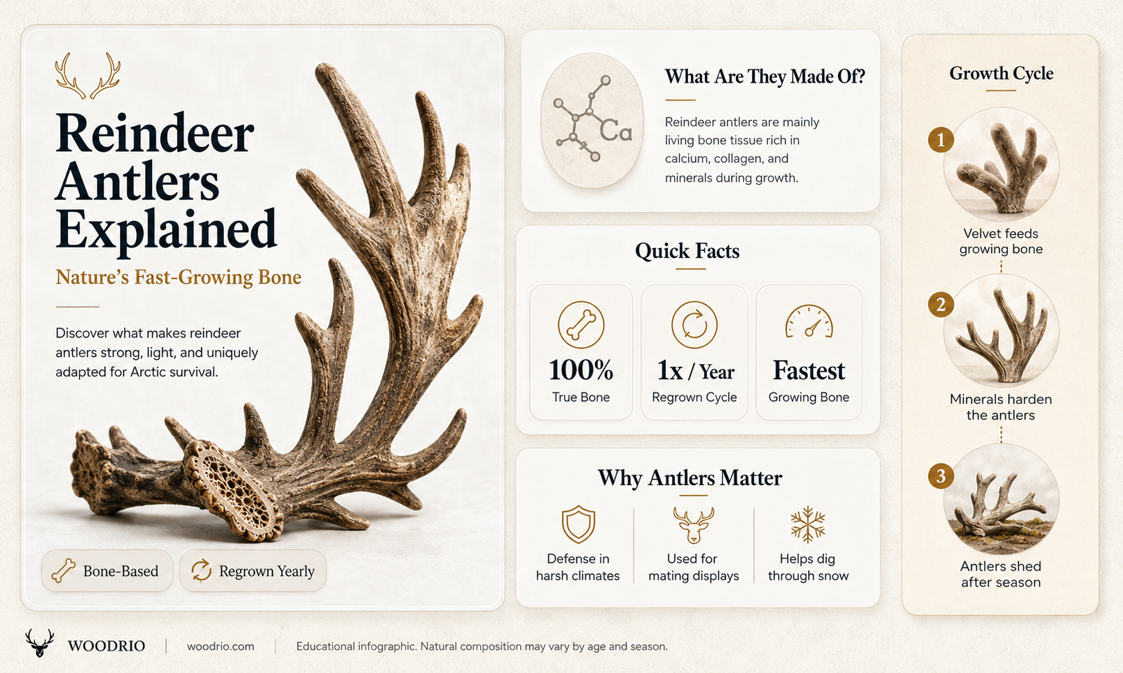 are reindeer antlers made of wood
