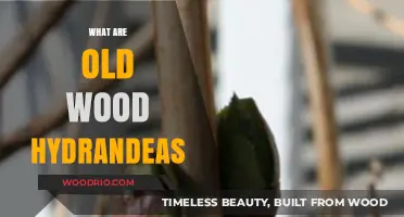 Discovering the Beauty and Care of Old Wood Hydrangeas