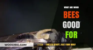 Nature's Little Carpenters: The Surprising Benefits of Wood Bees