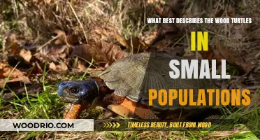 Exploring the Unique Traits of Wood Turtles in Small Populations
