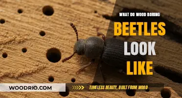 Identifying Wood-Boring Beetles: A Visual Guide to Common Species