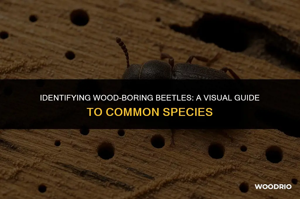 what do wood boring beetles look like
