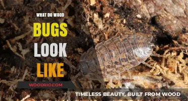 Unveiling the Appearance of Wood Bugs: A Comprehensive Guide