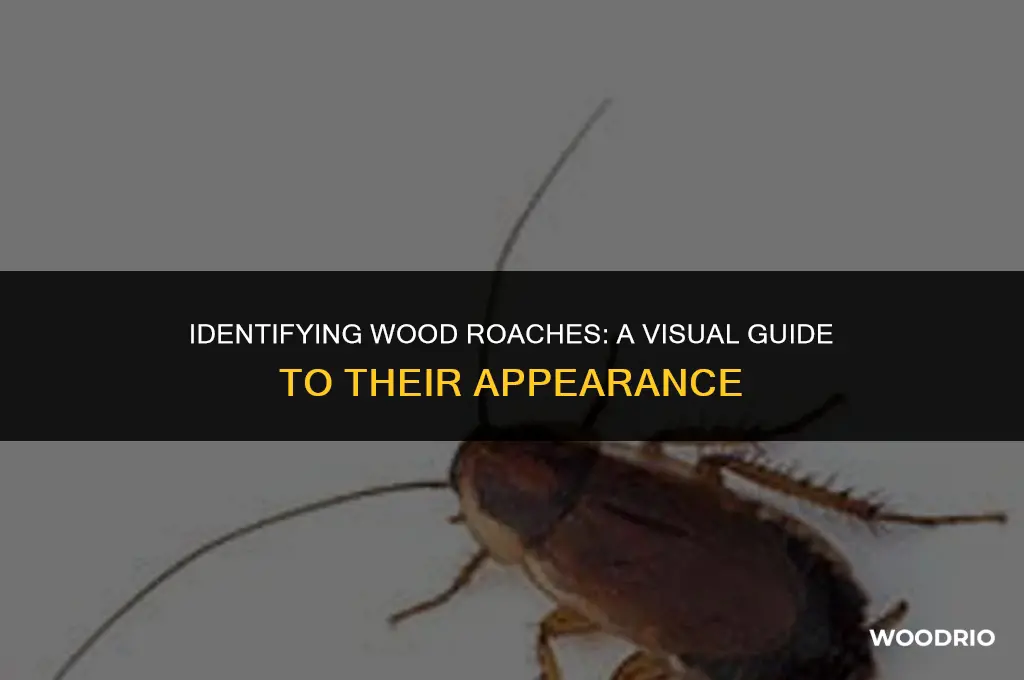 what do wood roaches look like